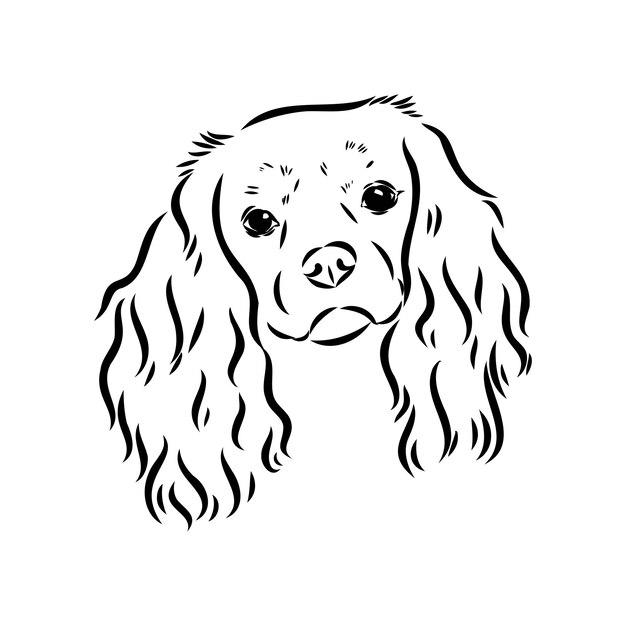 Cavalier king charles perro vector imagen silueta