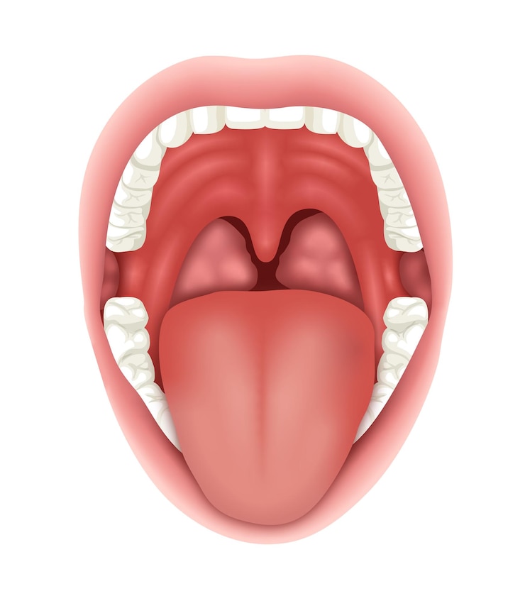 Vector cavidad oral