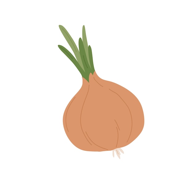 Cebolla amarilla cruda fresca con tapas verdes. Verdura entera con bulbo y piel. Icono de vegetales orgánicos saludables. Ingrediente natural. Ilustración de vector plano de alimentos de granja aislado sobre fondo blanco