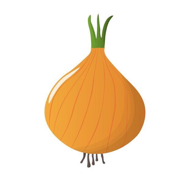 Cebolla bulbo vector ilustración icono amarillo blanco vegetal aislado