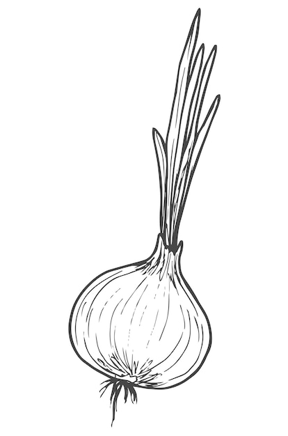 Cebolla dibujada a mano Doodle Vector Sketch Ilustración