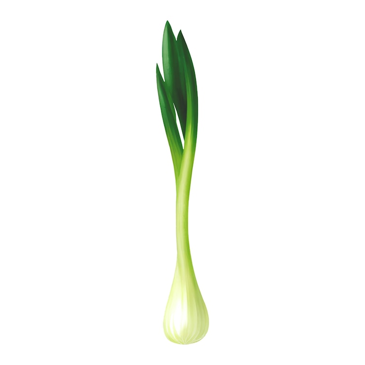 Vector cebolla de primavera aislada detallada ilustración de pintura dibujada a mano