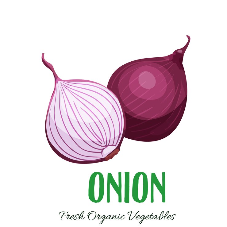 Vector cebolla vegetal