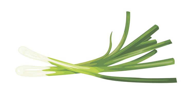 Vector cebolla verde aislada sobre fondo blanco nutrición saludable dieta vegetariana vegana