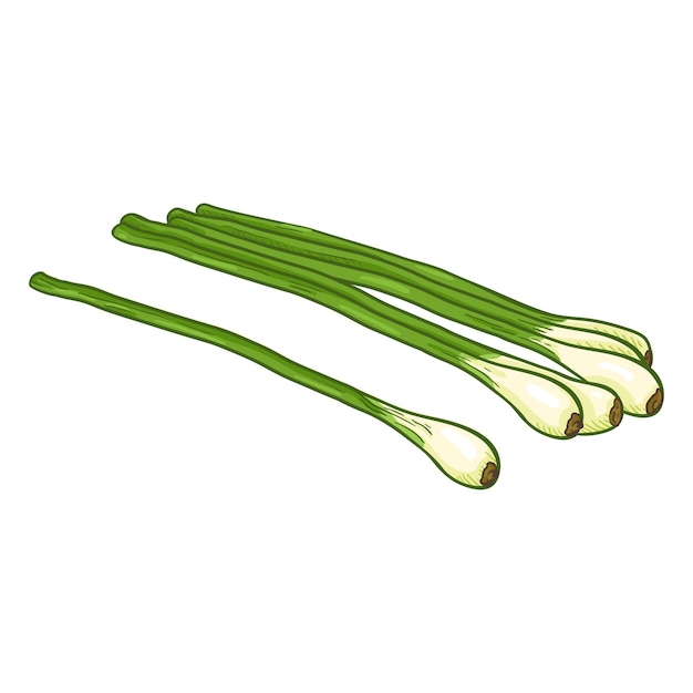 Cebolla verde de dibujos animados de vector