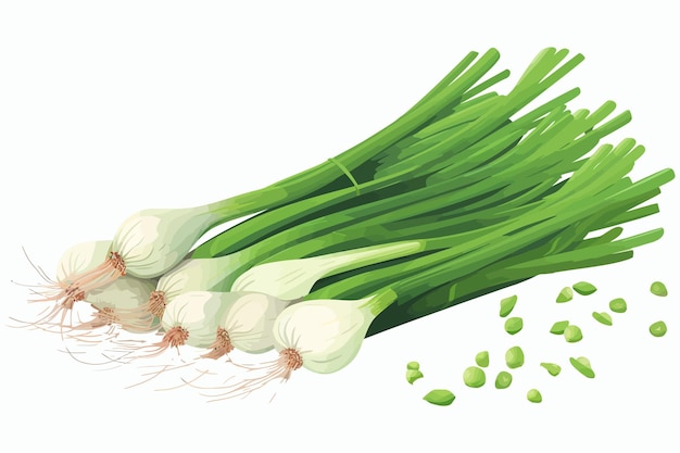 Cebolletas frescas con bulbos de cebolleta Plumas verdes de sibies Aislado sobre fondo blanco Ilustración de dibujos animados vectoriales