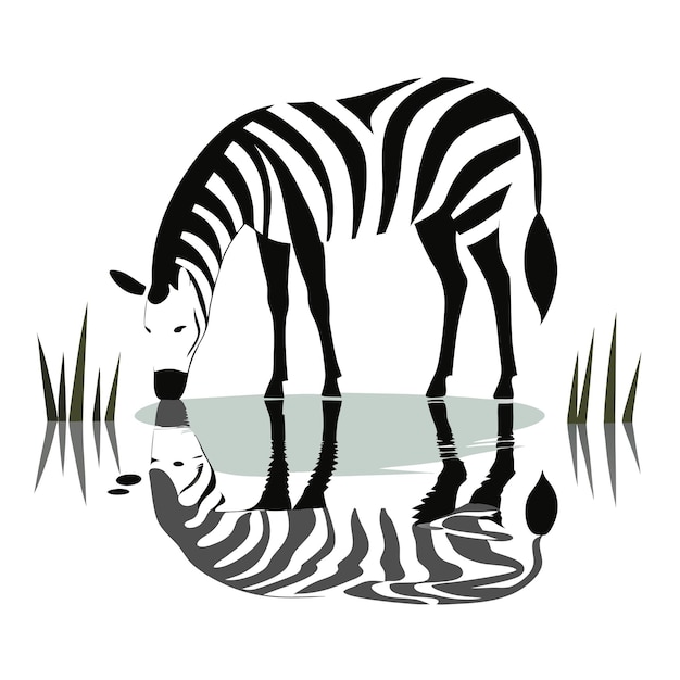 una cebra se refleja en un estanque con la imagen de una cebra en el fondo