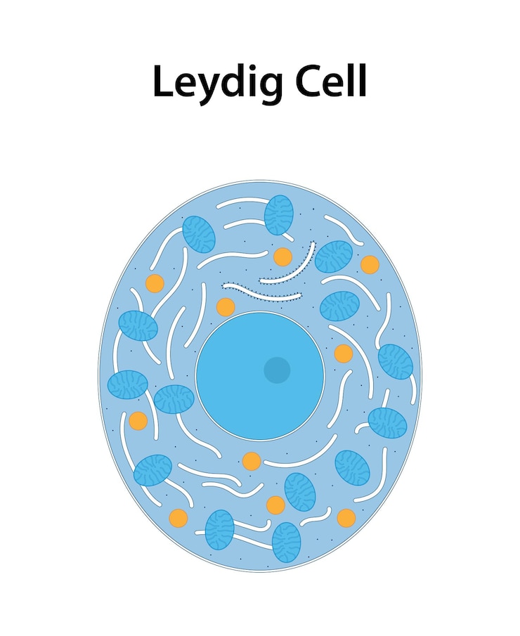 Vector célula de leydig un tipo de célula que se encuentra en los testículos de los testículos