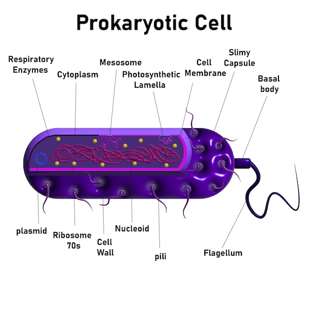 Vector célula procariótica