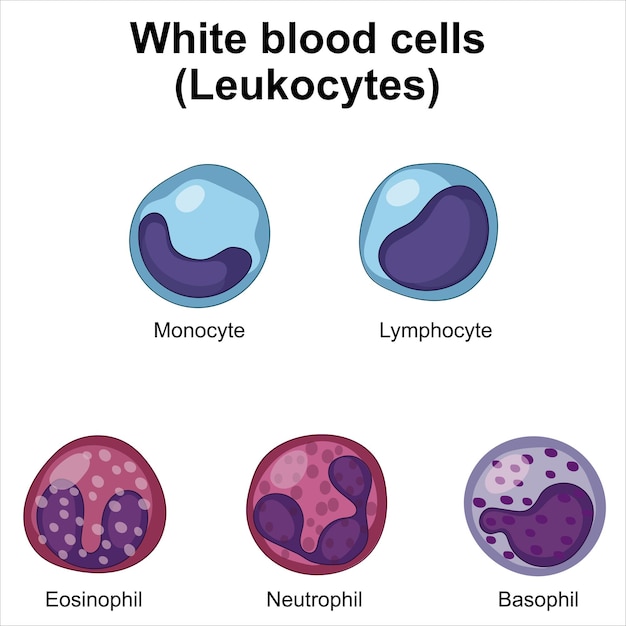 células blancas de la sangre