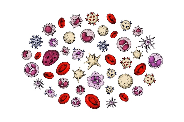 Vector células sanguíneas aisladas sobre fondo blanco