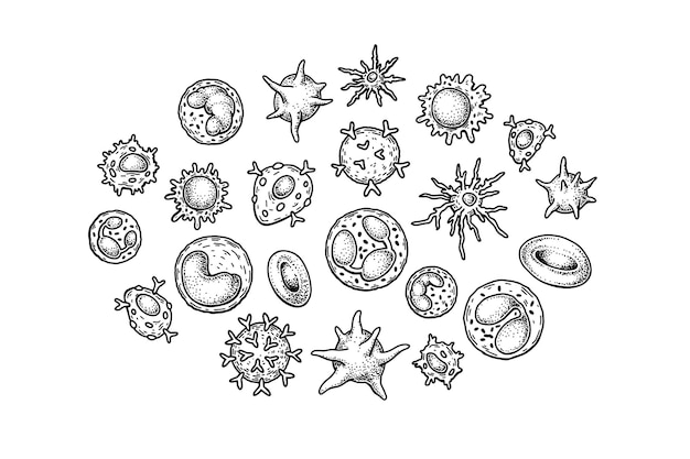 Vector células sanguíneas aisladas sobre fondo blanco