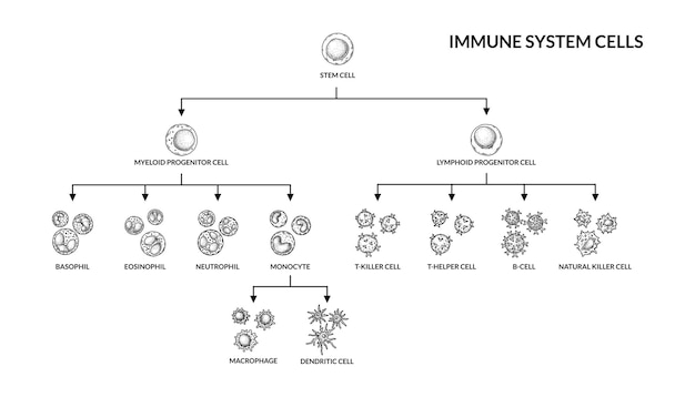 Células del sistema inmunitario adaptativo Células humanas con nombres