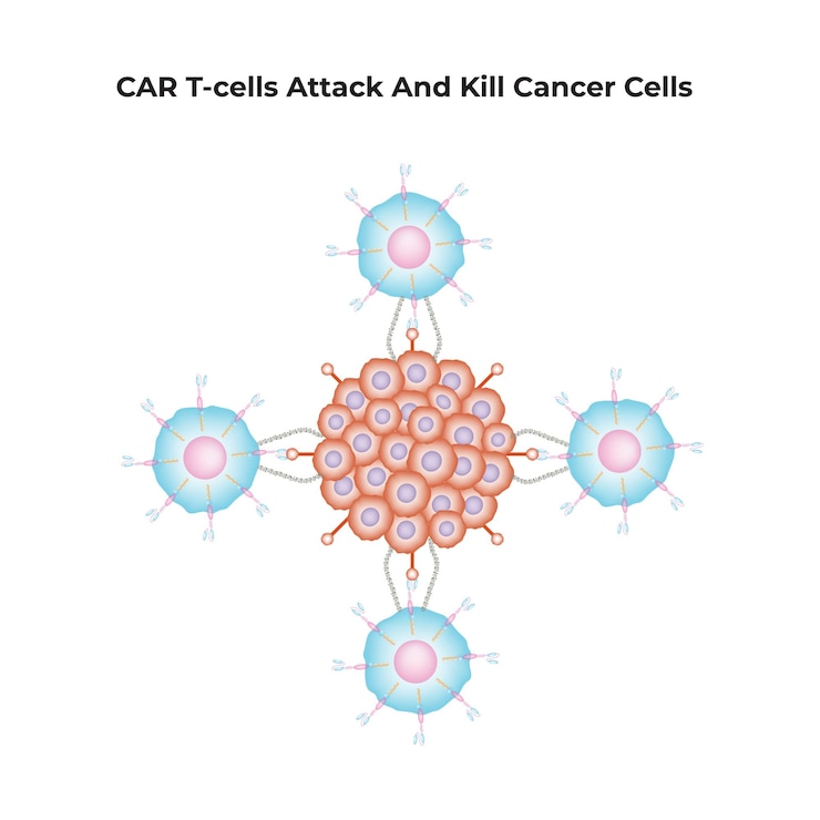 Vector las células t de car atacan y matan las células cancerosas ilustración del vector