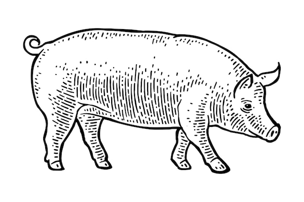cerdo, aislado, blanco, plano de fondo, vector, negro, vendimia, grabado