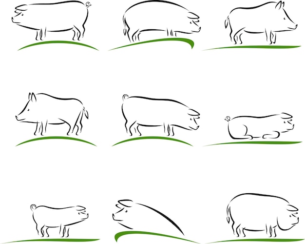 cerdo, conjunto, vector
