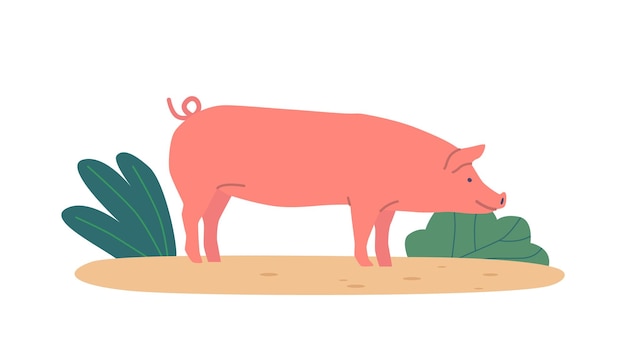 Cerdo vagando libremente en un campo de hierba olfateando y enraizando en el suelo con su ilustración vectorial de dibujos animados de hocico