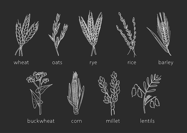 Vector cereales garabatos boceto de mijo agricultura trigo cebada arroz maíz trigo sarraceno mijo lentejas