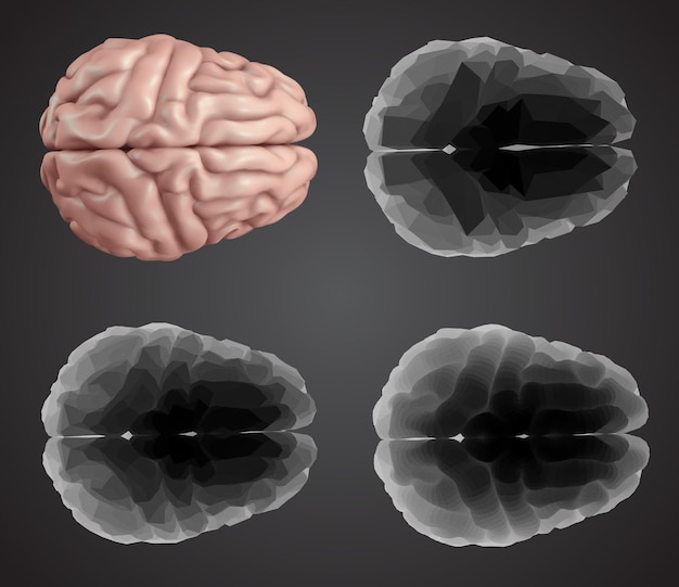 Vector cerebro humano, vector, conjunto, en, diferente, estilos, meshe