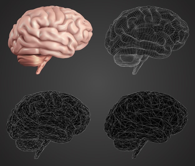 Cerebro humano, vector, conjunto, en, diferente, estilos, meshe