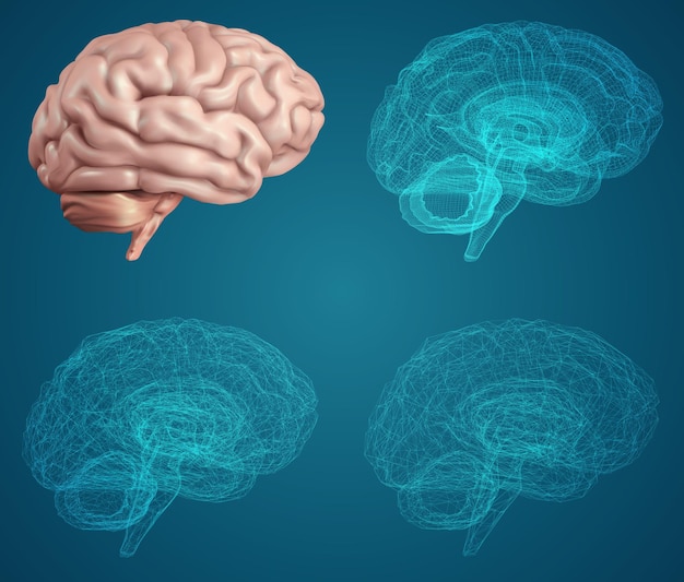 cerebro humano, vector, conjunto, en, diferente, estilos, meshe