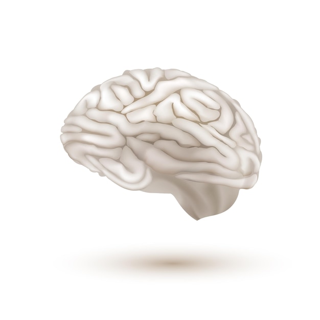 Cerebro humano volador blanco 3D con sombra