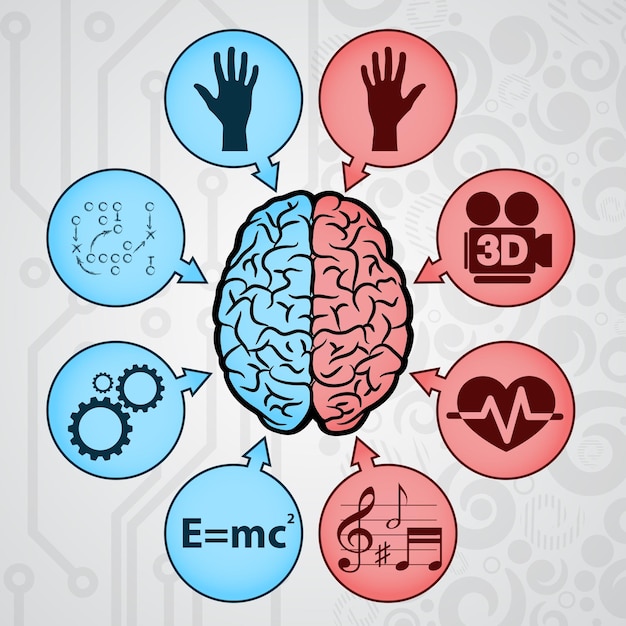 El cerebro humano