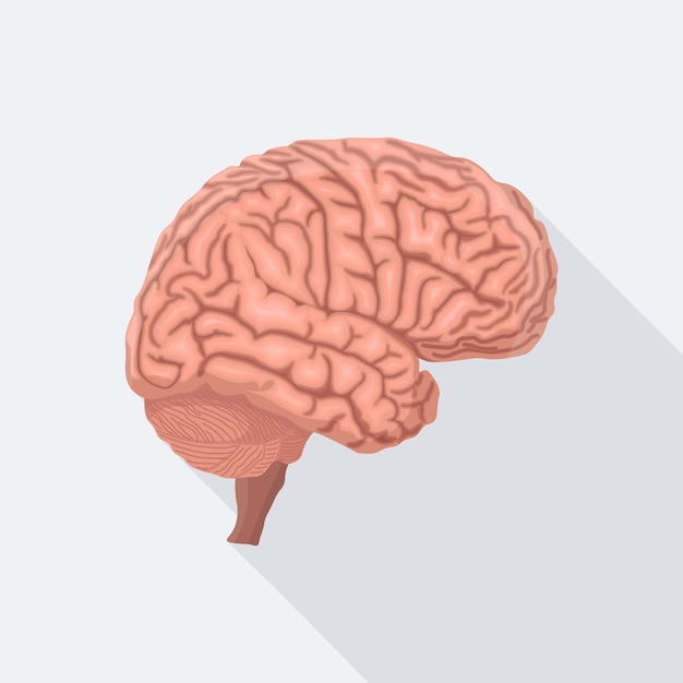 Cerebro. órgano interno humano