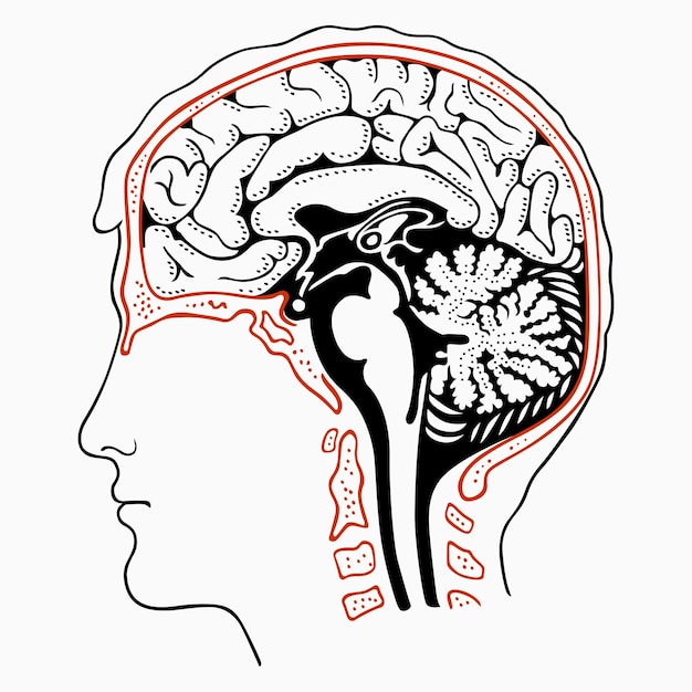 Cerebro recortado humano