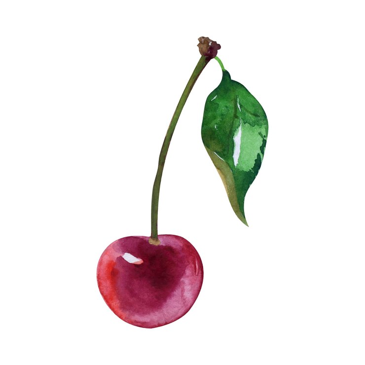 Vector cereza con hoja acuarela dibujada a mano ilustración vectorial aislada sobre fondo blanco