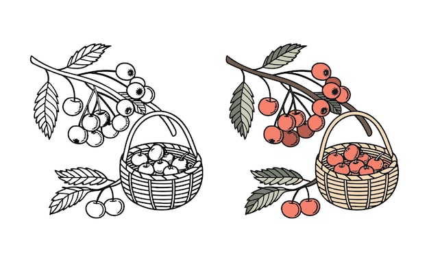 Cerezas en una canasta con ramas y hojas