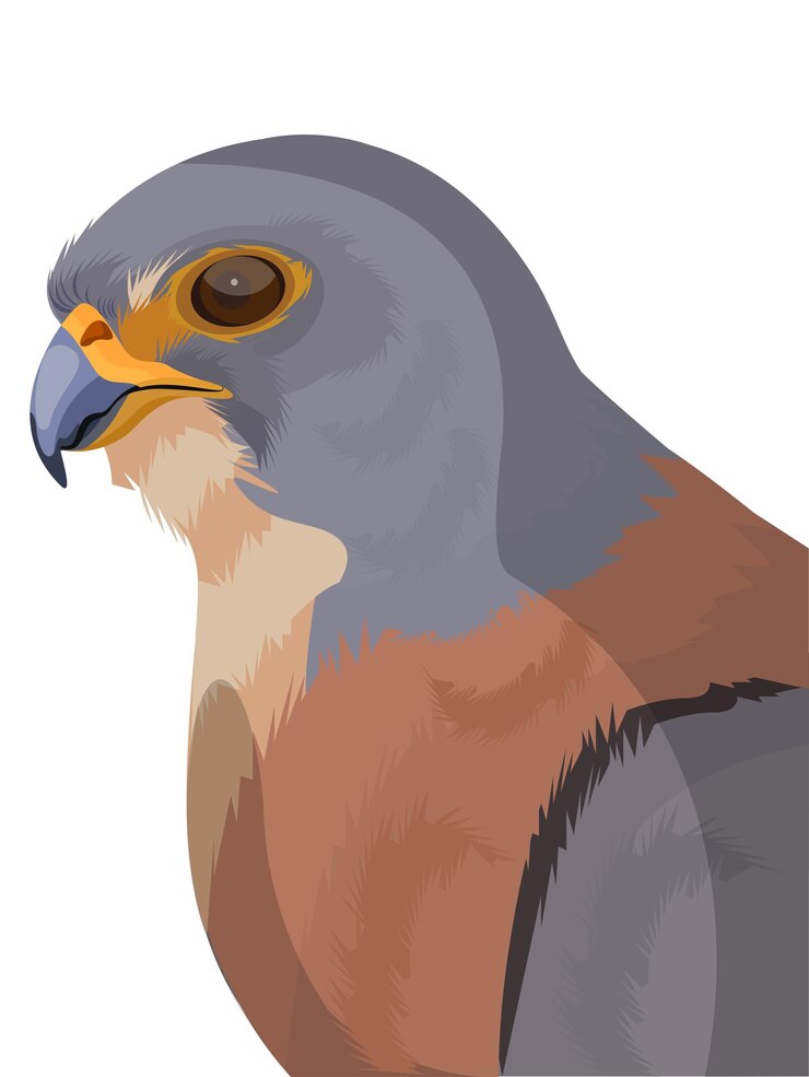Vector cernícalo primilla, personajes de aves