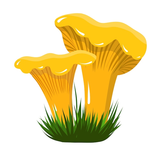 Chanterelle bosque setas vector clipart naturaleza comida ilustración