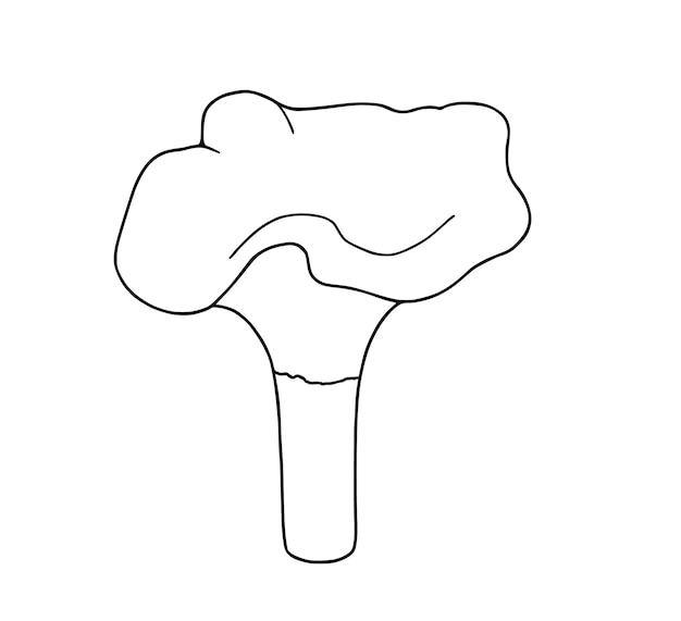 Chanterelle hongo comestible alimento planta naturaleza garabato lineal dibujos animados para colorear