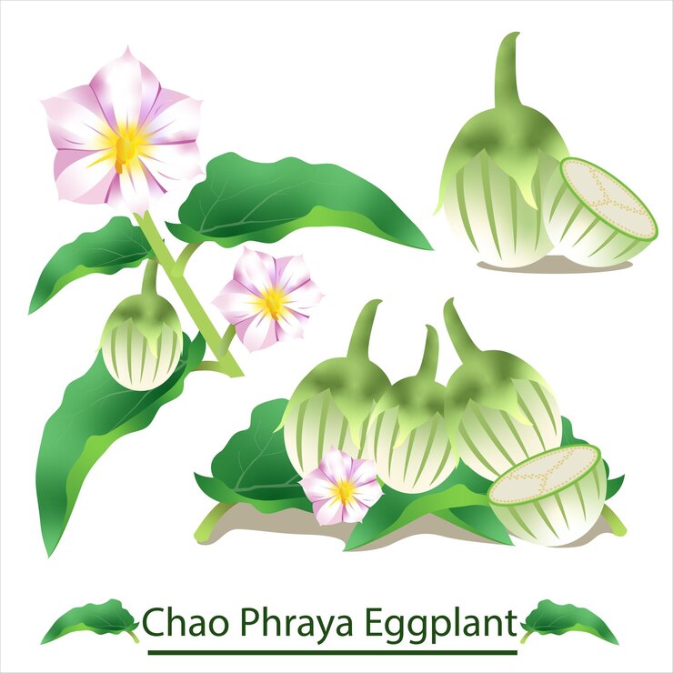 Vector chao phraya berenjena vegetal aislado