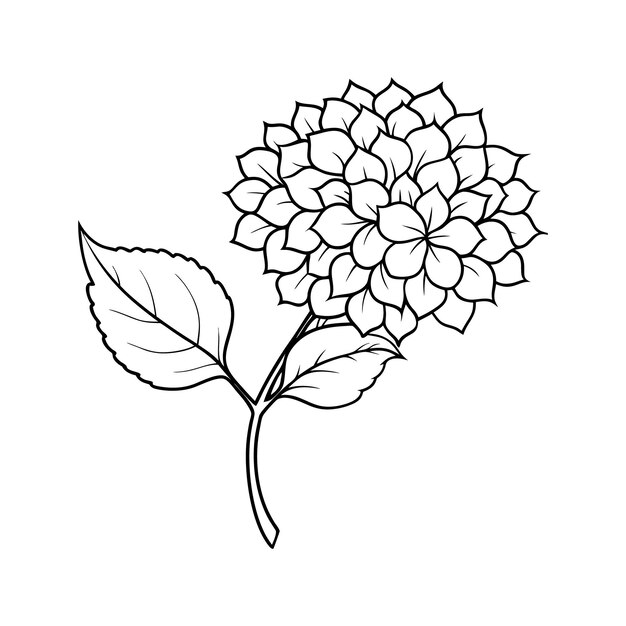 Charming Hydrangea Line Art Vector Un diseño floral detallado y elegante para el arte creativo