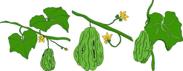 Chayote pepino mexicano ilustración vectorial de color aislada sobre fondo blanco orgánico saludable