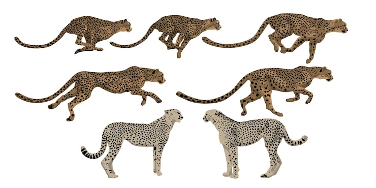 Vector cheetah corriendo paso a paso vector objeto aislado en fondo blanco