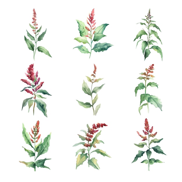 ChenopodiumConjunto de flores de albahaca roja de acuarela, ilustración dibujada a mano aislada sobre un fondo blanco