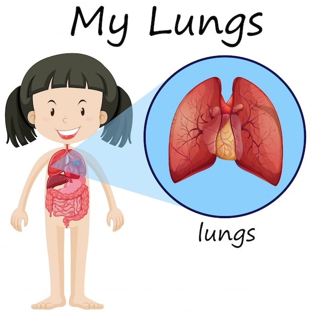 Chica y pulmones en diagrama