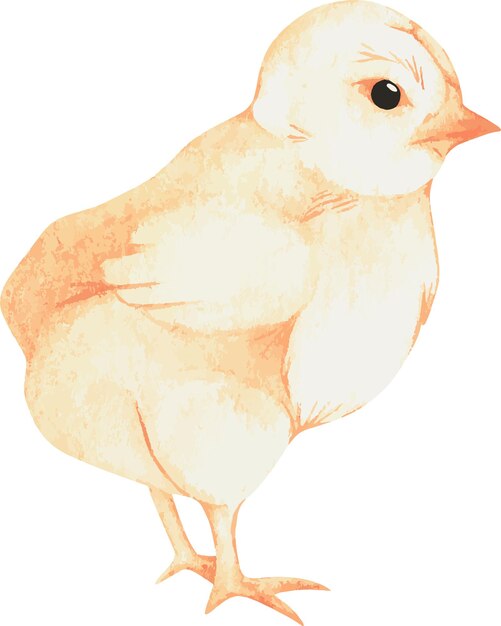 Chick