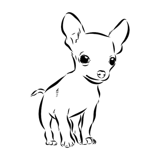 Vector chihuahua, perro, aislado, vector, ilustración, chihuahua, vector