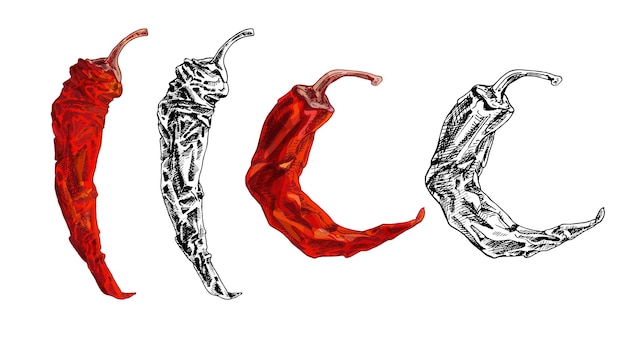 Chile de pimiento seco entero color vectorial de eclosión vintage e ilustración negra aislado en blanco