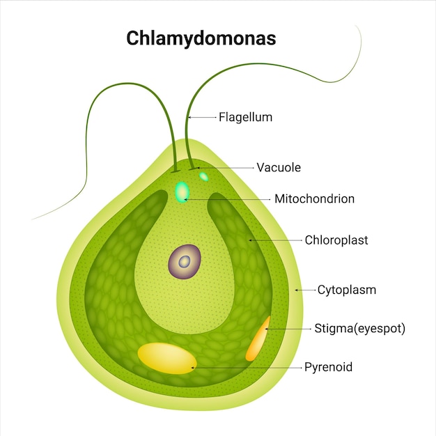 Chlamydomonas Flagelo Vacuola Mitocondria Cloroplasto Citoplasma Estigmas Vector Pirenoide