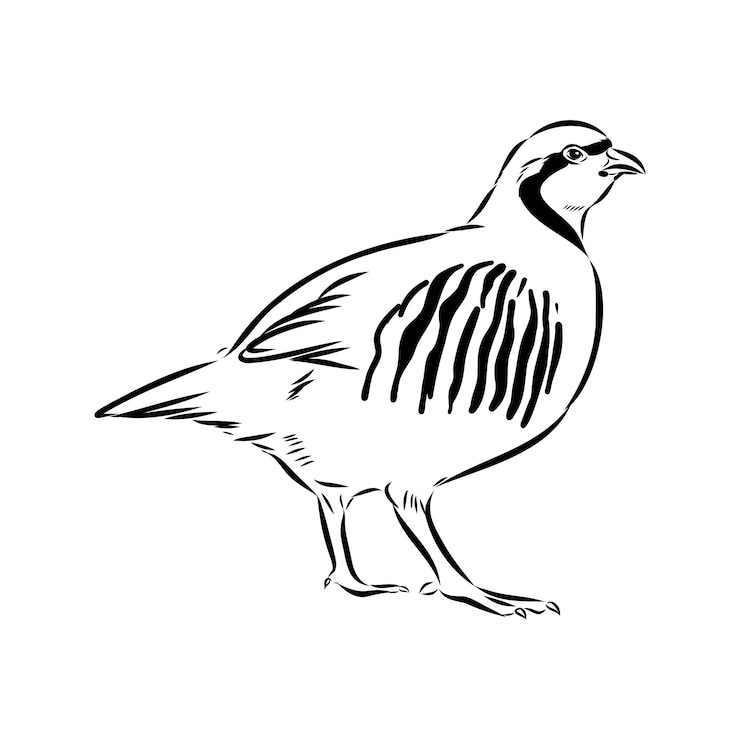 Vector el chukar es un boceto vectorial de la perdiz asiática.