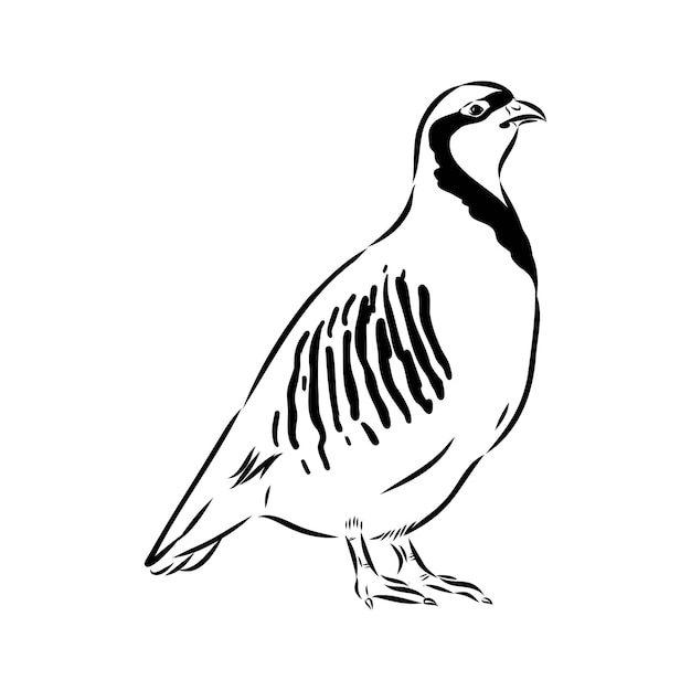 El chukar es un boceto vectorial de la perdiz asiática.