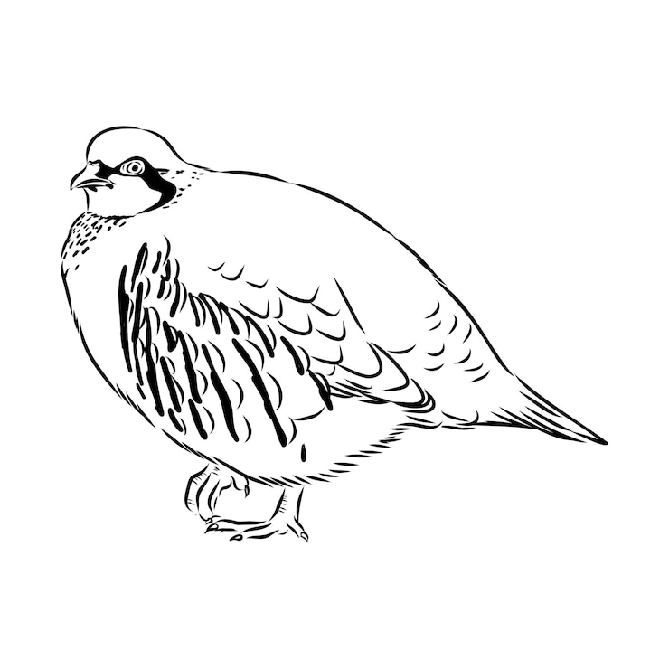 Vector el chukar es un boceto vectorial de la perdiz asiática.