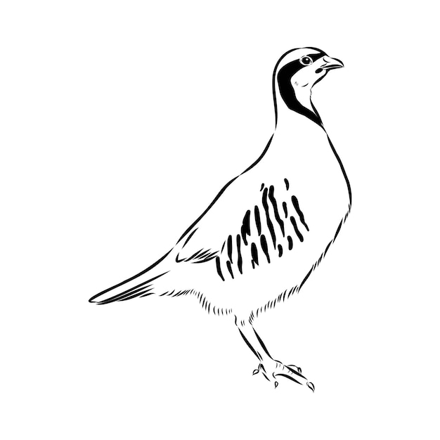 El chukar es un boceto vectorial de la perdiz asiática.