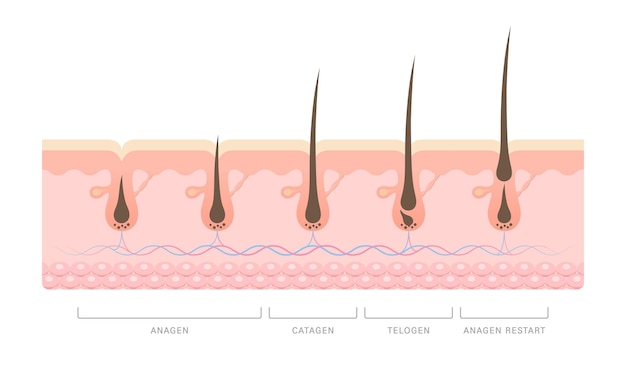 Ciclo de crecimiento del cabello Anágena Catágena y Telógena de la fase de los bulbos capilares Anatomía del folículo capilar humano