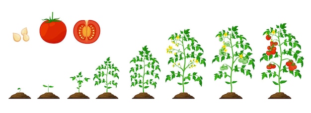 Vector ciclo de crecimiento de plantas vegetales en etapa de crecimiento de tomate